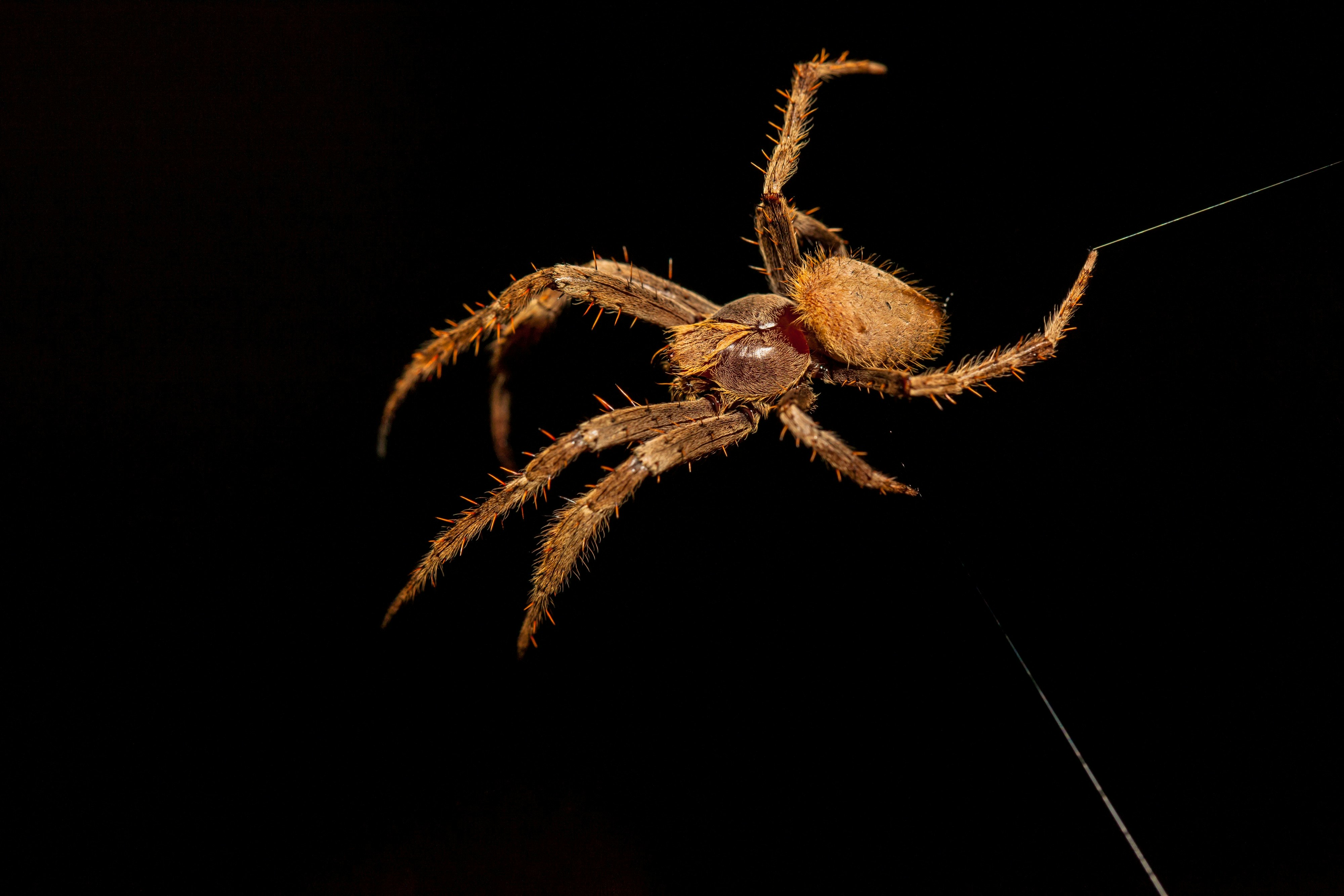 brown and black spider in black background